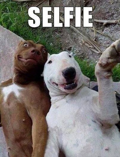 Two dogs taking a picture Funny Dog Pictures, Funny Animal Jokes, Two Dogs, Animal Jokes, Cute Funny Animals, Dog Pictures, Funny Animal, Funny Dogs, Funny Animals