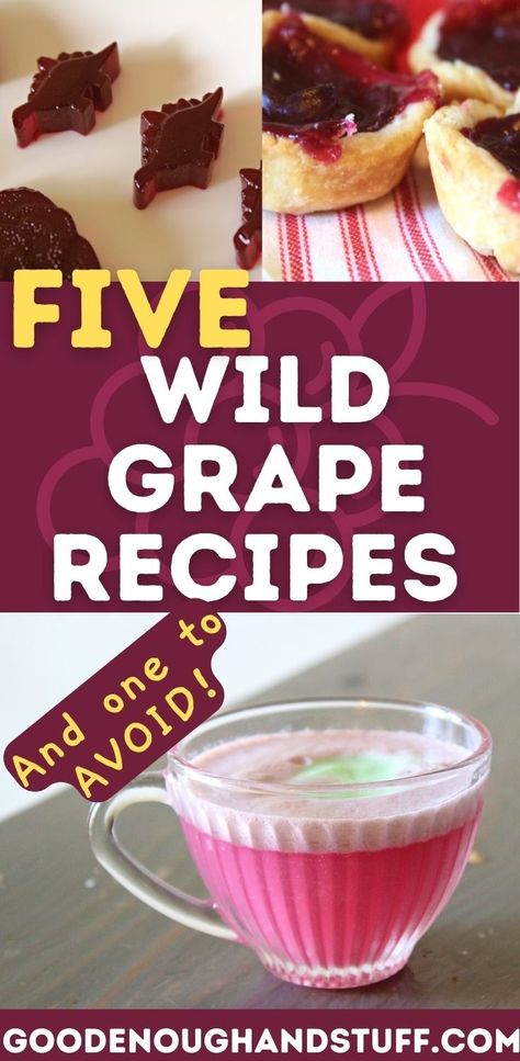 Five Delicious and Easy Recipes for Wild Mustang Grapes and One to Never Make - Good Enough And Stuff Wild Grapes Recipes, Things To Do With Grapes, Wild Grape Recipes, Grape Pulp Recipes, What To Make With Grapes, Red Grapes Recipes, Grape Recipes Ideas, Easy July 4th Desserts, Grapes Recipes