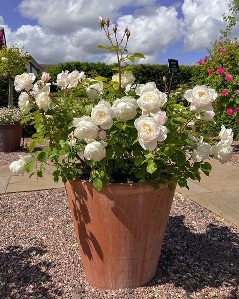 Roses In Terracotta Pot, White Terracotta Pots, Patio Planters Outdoor, Potted Roses, Outdoor Patio Ideas, Almond Blossom, David Austin Roses, Rose Fragrance, Backyard Inspiration