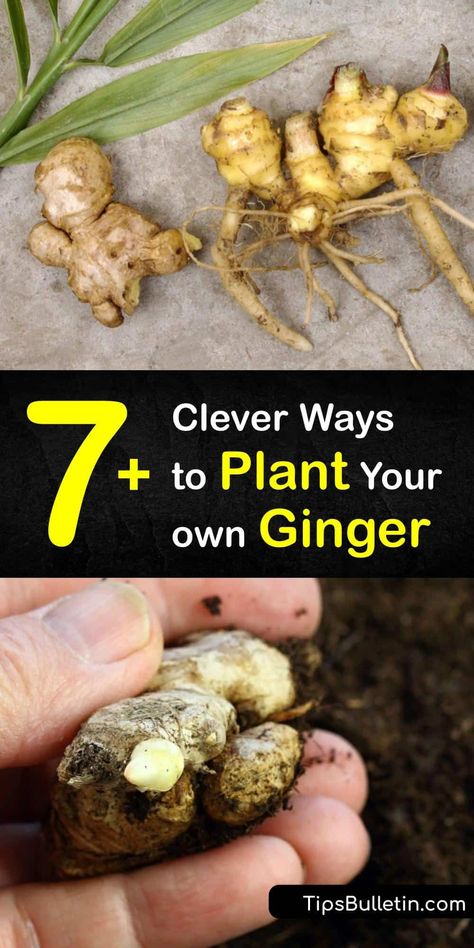 How To Plant Ginger Root, How To Plant Ginger Root At Home, How To Grow Ginger Root At Home, How To Grow Ginger, How To Plant Ginger, Planting Ginger Root, Ginger Growing, Planting Ginger, Growing Turmeric