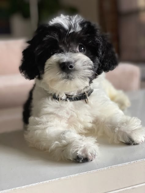 Parti schnoodle doodle Black And White Cavapoo, Black And White Goldendoodle, White Goldendoodle, Bear Dogs, Bichon Havanais, Parti Poodle, Poddle, Cute Small Dogs, Teddy Bear Dog