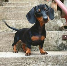 Cute dachshund... If you love dachshunds visit our blog to find the best products and accessories for hounds and #doglovers. #dachshundcentral #dachshund #cute #sausagedog #doxie  credits unknown #daschundfacts Winnie Dogs, Dachshund Facts, Dachshund Cute, Doxie Puppies, Dachshund Puppy Miniature, Miniature Dachshunds, Dapple Dachshund, Dachshund Art, Weiners