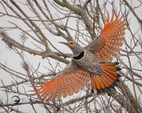 Northern Flicker, Water Tattoo, Photo Facebook, Bird Perch, San Diego County, Backyard Birds, Big Bird, Birds Tattoo, Dreamy Art