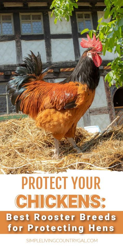 Looking for the best roosters to keep your hens safe? Our comprehensive guide has got you covered! Discover the top breeds known for their protection abilities, learn tried-and-true methods to train them effectively, and find expert tips on managing an aggressive rooster. Don't let your flock go unprotected - click now to empower your feathered friends! Chicken Breeds For Eggs, Rooster Breeds, Chicken Breeds, How To Train, Flocking, Rooster, Train, Chicken