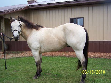 buttermilk buckskin Silver Buckskin Horse, Buttermilk Buckskin, Buckskin Horse With Saddle, Buckskin Paint Horse, Buckskin Quarter Horse, Buckskin Gulch, Aqha Horses, Deer Hide, Bay Horse