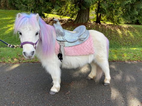 Horses And Ponies, Pony Horse Cute, Pony Dressed As Unicorn, Pony Animal, Mini Ponies, Pony Photo, Mini Shetland Pony, Cute Shetland Pony, Miniature Pony