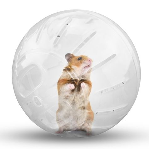 Pet Chinchilla, Hamster Tube, Hamster Ball, Small Hamster, Hamster Pet, Hamster Stuff, Pet Rodents, Pet Hamster, Fitness Ball