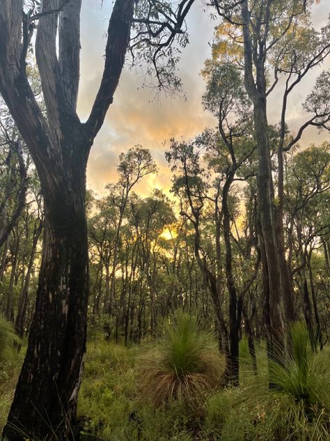 Bush Walk, Australian Bush, Perth