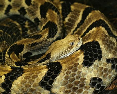 Texas Snakes, Timber Rattlesnake, Canadian Government, Snakebites, Southern Ontario, Pit Viper, Beautiful Snakes, Snake Art, Snake Venom