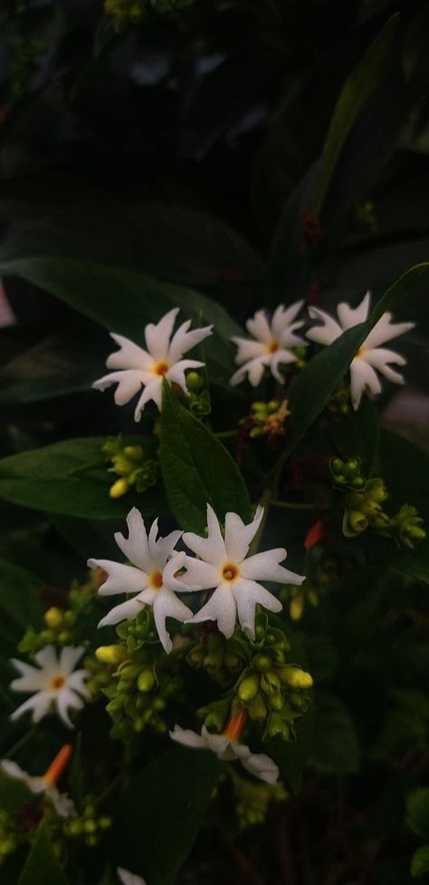 Parijat Flower, Pretty Flowers Photography, Night Flowers, Jasmine Flower, Sanskrit, Flower Wallpaper, Flowers Photography, Aesthetic Photography, Pretty Flowers