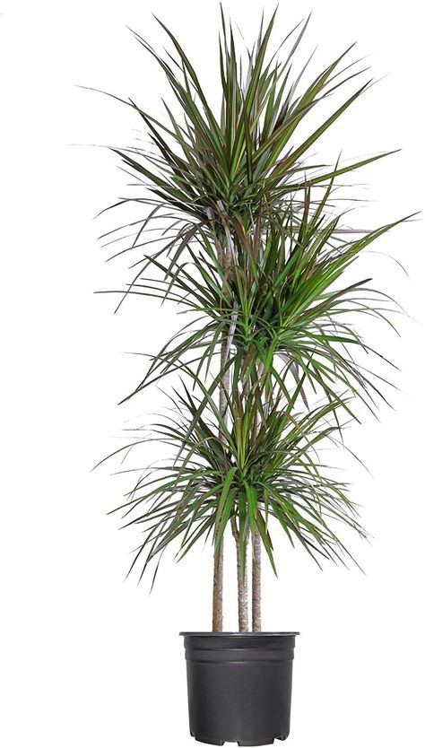 Dracaena Marginata is an attractive, stiff-leaved plant with colorful foliage that sometimes goes by the name "dragon tree." Most of the time it’s sold simply as “Dracaena marginata” or just “Dracaena.” These plants are perfect for a beginner gardener because they're very easy to grow indoors.
They are tough, drought-tolerant plants with aggressive root systems that make excellent houseplants because they are a little more forgiving than some of the other dracaena. Madagascar Dragon Tree, Dracaena Marginata, Air Purifying House Plants, Live Indoor Plants, Dragon Tree, Fake Trees, Office Plants, Drought Tolerant Plants, Real Plants