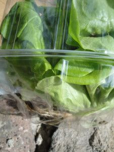 Regrow Lettuce, Growing Lettuce Indoors, Hydroponic Nutrients, Hydroponic Lettuce, Planting Lettuce, Home Hydroponics, Grow Lettuce, Diy Butter, Growing Vegetables Indoors