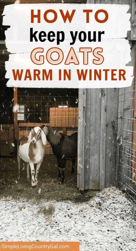 Winter Backyard, Goat Fence, Goat Feeder, Goat Playground, Caring For Animals, Keeping Goats, Goat Shed, Goat Shelter, Goat Pen