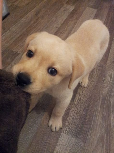 Cute Labrador Puppies, Yellow Lab Puppy, Dog Snapchats, Yellow Lab Puppies, Cute Labrador, Labrador Puppies, Fun Animals, Lab Puppy, Lab Dogs