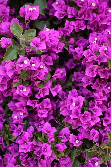 Bougainvillea, Tropical Garden, Types Of Flowers, Tropical Flowers, Plant Life, Floral Arrangement, Love Flowers, My Flower, Pretty Flowers