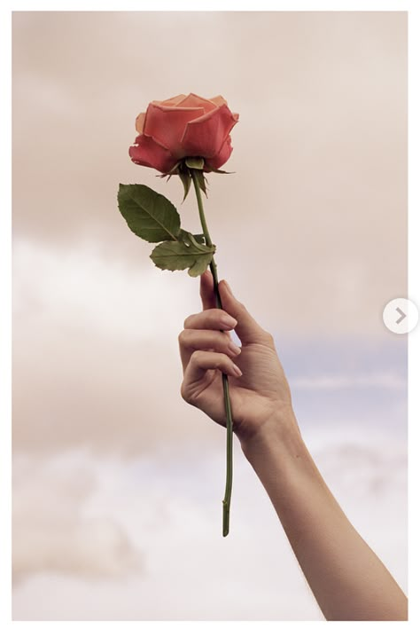 Hand Holding Rose Reference, Rose Reference Photography, Holding A Rose Reference, Hand Holding Flower Reference, A Rose Aesthetic, Rose In Hand Aesthetic, Holding Rose Pose, Aesthetic Hand Holding, Drawtober 2023