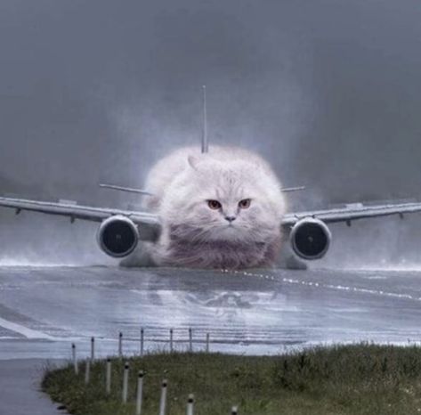 Airplane Meme, Plane Memes, Happy Pics, Funny Cute Memes, 1 Mill, Funny Looking Cats, Cat Post, Happy Pictures, Cats Love