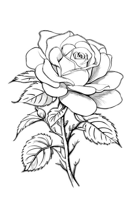 Flower With Stem Drawings, Open Rose Drawing, Flower Shading Drawing, Blooming Flower Drawing, Open Rose Tattoo, Single Rose Drawing, Black And White Floral Drawing, White Rose Drawing, Black And White Flower Drawing