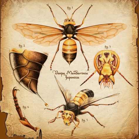 scientific plant illustrations - Google Search Vespa Illustration, Plant Illustrations, Bee Artwork, Vespa Px, Bee Boxes, Animal Illustration Art, Ghost In The Machine, Bees And Wasps, Science Illustration