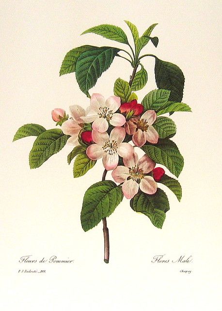 Illustration Botanique Vintage, Botanical Flowers Print, Apple Flowers, Apple Blossoms, Flowers Illustration, Botanical Illustration Vintage, Illustration Botanique, Hard Cider, Vintage Apple