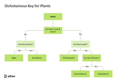 Dichotomous Key for Plants | EdrawMax Editable Template Dichotomous Key For Plants, Dichotomous Key, All About Plants, The Plant, Editable Template, Biology, Plant Leaves, Create Your, Key