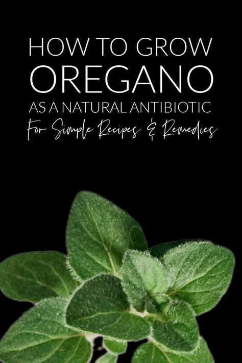 Natural Remedies Grow Oregano, Remedies For Ear Infections, Antibiotics Natural, Natural Remedies For Sinus Infection, Acne Natural Remedies, Benefits Of Oregano, Remedies For Sinus Infection, Cough Natural Remedies, Growing Oregano