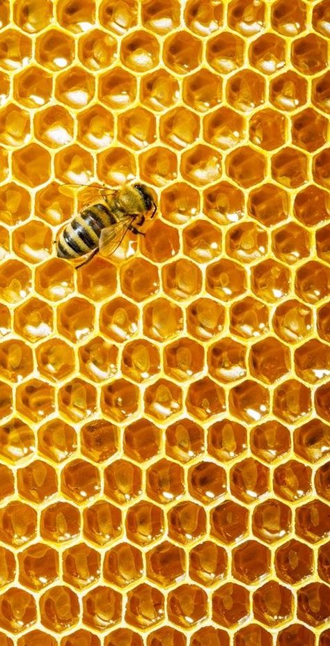 Honey Comb Aesthetic, Honey Bee Aesthetic, Honeycomb Aesthetic, Honeycomb Wallpaper, Honeybee Art, Natural Form Art, Bee Pictures, Bee Honeycomb, Trending Pins