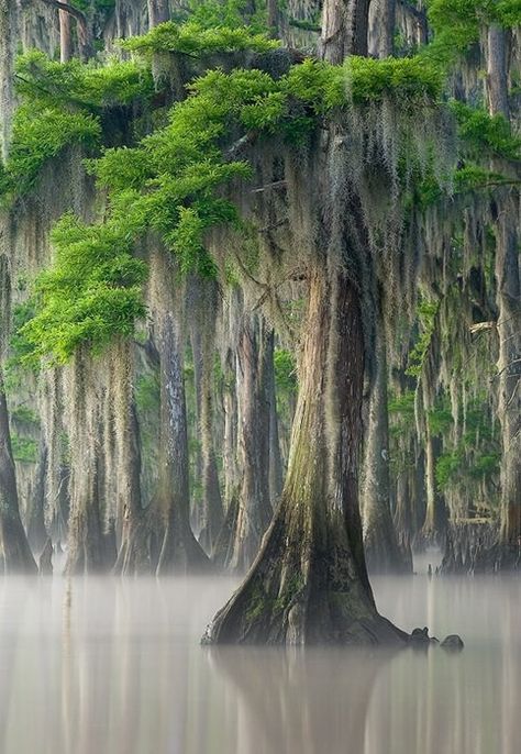 Spanish Moss on Bald Cypress Cypress Trees, Nature Tree, Tree Forest, Alam Yang Indah, Beautiful Tree, Amazing Nature, Nature Beauty, The Words, A Tree