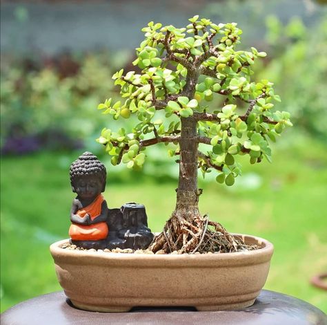 DWARF JADE BONSAI on Instagram: “Dwarf Jade bonsai  Let me know what you think, please leave comments below👇 🙌🙏 🌳🌿🌍🐘💚 - 🌳🌿#Bonsai Artistry by @greensbuddha - 🌳🌿Follow…” Bonsai Mini, Jade Bonsai Styles, Super Mini Bonsai, Semi Cascade Bonsai, Bunjin Bonsai Style, Jade Bonsai, Jade Tree, Chojubai Bonsai, Succulent Bonsai