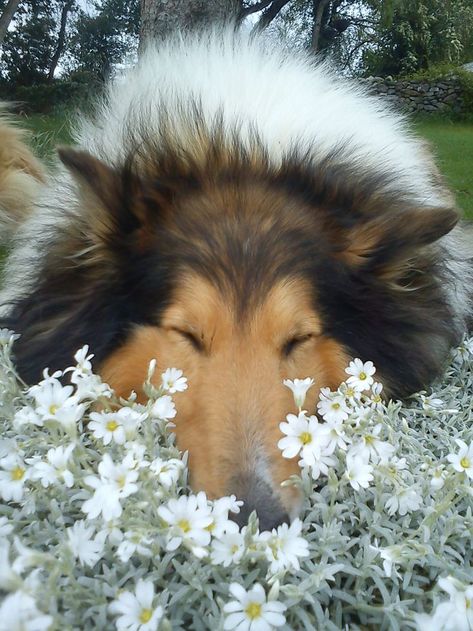 Best Photographs Border Collies sable Suggestions A Edge Collie hails on the borderlands connected with The united kingdom along with Scotland (hence the actual... #Border #Collies #Photographs Smelling Flowers, 강아지 그림, Rough Collie, Collie Dog, Shetland Sheepdog, The Grass, Beautiful Dogs, 귀여운 동물, Border Collie