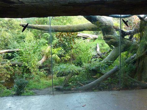 Jaguar Habitat, Reptile Shop, Zoo Decor, Zoo Pictures, Snake Enclosure, Zoo Project, Zoo Architecture, Vivarium, Cat Enclosure