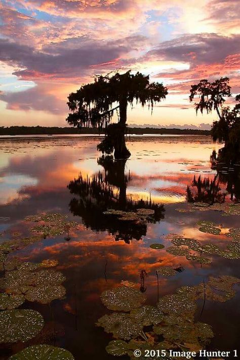 Lake Martin in Louisiana Lake Aesthetic Wallpaper, Lake Aesthetic, Aesthetic Wallpaper, Louisiana, Aesthetic Wallpapers, Trees, Celestial Bodies, Lake, Paint