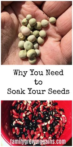 Soaking Seeds Before Planting, Tiny Homestead, Vegetable Garden Tips, Growing Pains, Astuces Diy, Garden Veggies, Home Vegetable Garden, Organic Gardening Tips, Food Garden