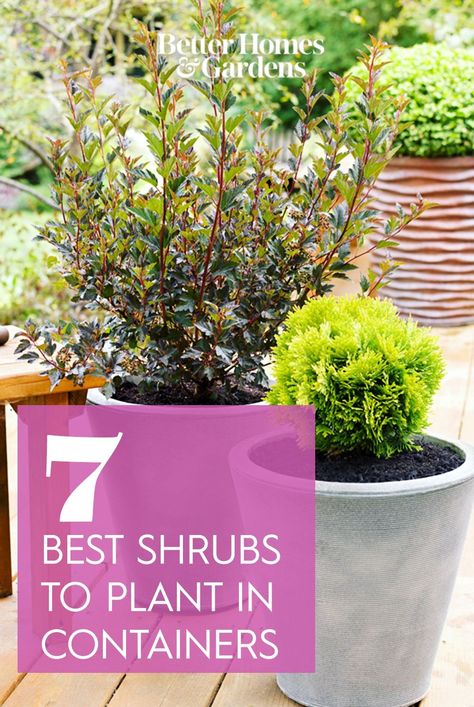 These fuss-free plants will create a big impact, even in small spaces! Front Porch Planters Full Sun, Plants For Tall Pots Outdoor, Shrub In Planter, Year Round Container Plants, Entryway Container Plants, Shrubs In Pots Front Porch, Front Pots Planters, Shrubs In Planters Front Doors, Potted Shrubs On Porch