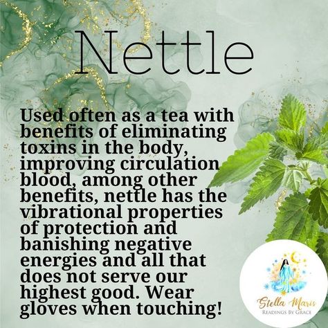 Nettle Magical Properties, Herb Properties, Clairvoyant Psychic Abilities, Kitchen Magick, Stella Maris, Magical Herbs, Candle Magick, Herbs Plants, Plant Medicine