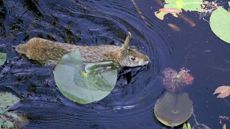 Swamp Rabbit...Excellent swimmers, can dive for green morsels they love. Southeastern Virginia... Swamp Rabbit, Chesapeake Bay, Swimmers, Rabbits, Fish Pet, Diving, Virginia, Around The Worlds, Fish