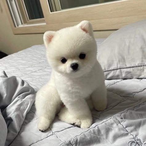 White Pomeranian Aesthetic, Teacup Pomeranian Full Grown, Pomeranian Puppy Haircut, White Teacup Pomeranian, Teddy Bear Pomeranian, Baby Pomeranian, Puppy Haircut, Pomeranian Puppy Teacup, Cute Teacup Puppies