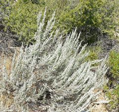 Artemisia tridentata Sage Brush, Big sagebrush, Bonneville big sagebrush Artemisia Tridentata, Big Sagebrush, Sage Bush, Sage Brush, Garden Companion Planting, Decomposed Granite, Edible Wild Plants, Easy Cold, Wild Plants