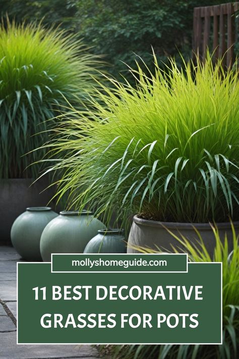 Discover the best ornamental grasses for pots and containers that will elevate your outdoor space! Whether you need tall ornamental grasses for privacy or want to add texture to your landscape, these varieties are perfect for both sun and shade. Create a stunning privacy fence with these fountain grasses or use them as a focal point in your garden. From fountain grasses to other tall ornamental options, find the best types that are perfect for any landscape design. Grasses In Pots Outdoor, Fountain Grass In Pots, Ornamental Grass Landscaping, Privacy Plants In Pots, Grasses In Pots, Backyard Boardwalk, Landscaping With Grasses, Grasses For Privacy, Large Pots Outdoor