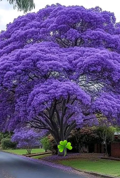 Fantasy Plant, Arizona Gardening, Jacaranda Tree, Flowering Tree, Gothic Garden, Purple Trees, Garden Design Plans, Landscape And Urbanism, Beautiful Trees