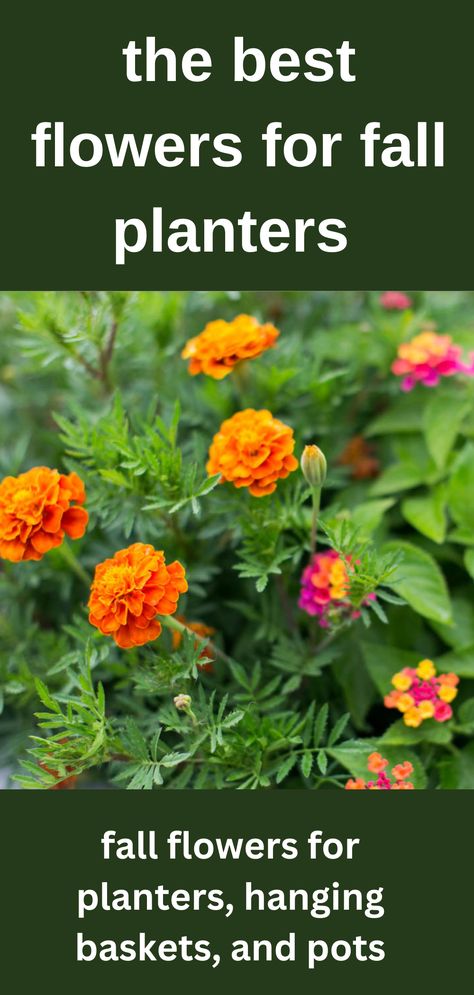 fall flowers marigolds and lantana Flowers For Fall Planters, Autumn Hanging Baskets Ideas, Fall Planters Front Porches Shade, Outdoor Fall Flowers Planters, Easy Fall Planter Ideas, Fall Hanging Planter Ideas, Fall Flowers For Window Boxes, Best Fall Flowers For Pots, Fall Potted Flowers