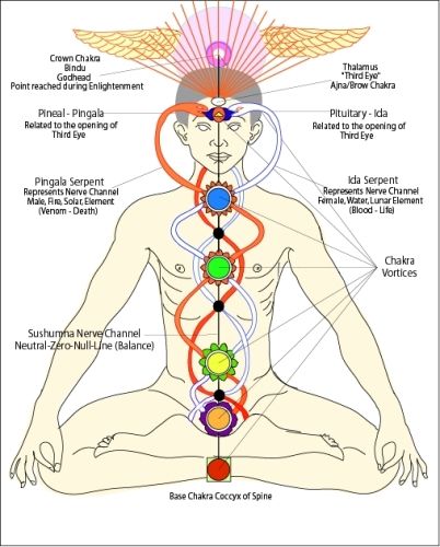 chakra-meditation Ajna Chakra, Kundalini Reiki, Muladhara Chakra, Kundalini Meditation, Tibetan Meditation, Human Spine, Kundalini Awakening, Channeling Energy, Easy Meditation