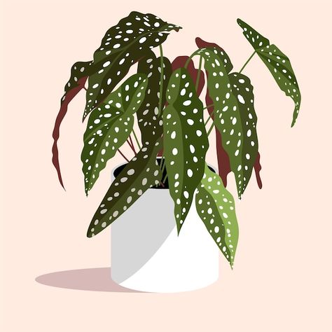 Begonia Illustration, House Plant Illustration, Polka Dot Begonia, Polka Dot Art, Begonia Maculata, Abstract Art Inspiration, Plant Illustration, Plant Mom, Baby's Room