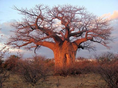 Boabab Boabab Tree Silhouette, Plant Silhouette, Weird Trees, Endangered Plants, Baobab Tree, Tree Artwork, Ancient Tree, Watercolor Landscape Paintings, African Wildlife