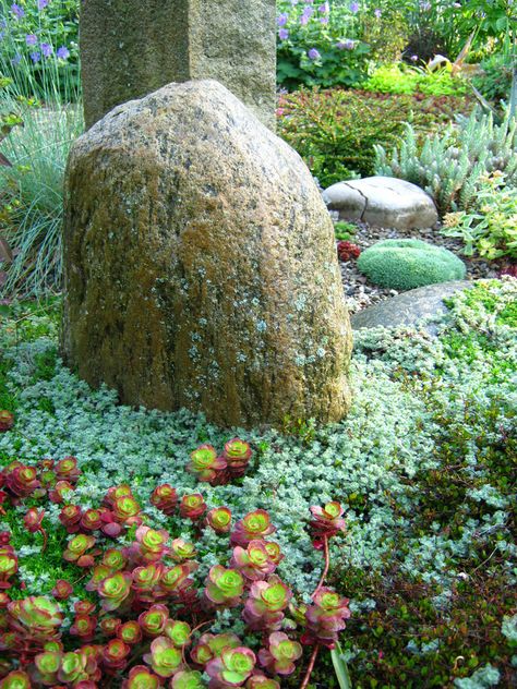 Big Stones In Garden, Muehlenbeckia Axillaris, Woolly Thyme, Sedum Garden, Wooly Thyme, Garden Design Pictures, Garden Succulents, House Design Ideas, Dry Garden