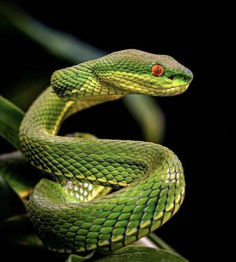 Big Cat Tattoo, Medusa Snake, Viper Snake, Medusa Tattoo Design, Types Of Snake, White Lips, Snake Tattoo Design, Pit Viper, Wild Animals Pictures