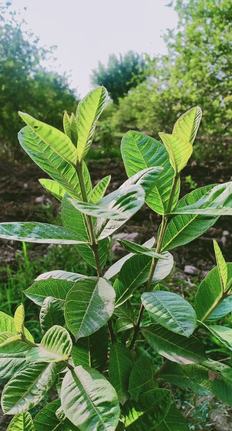 Nankana Sahib, Guava Plant, Guava Fruit, Punjab Pakistan, Wellness Massage, Skin Treatments, Artificial Flowers, Natural Beauty, Pakistan