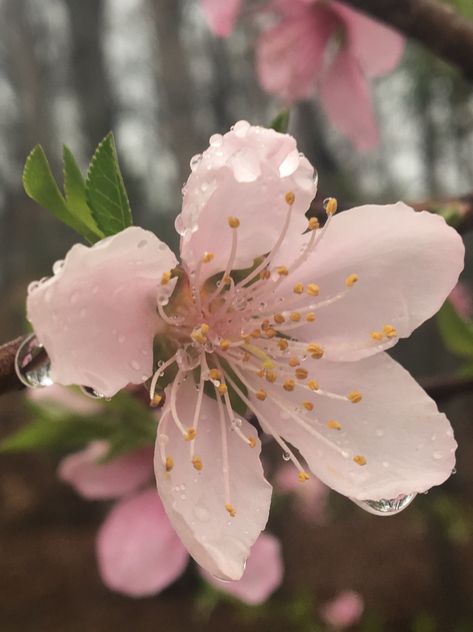 Peach Blossom Aesthetic, Peach Aesthetic Flowers, Peach Blossom, Peach Blossoms Aesthetic, Peach Nature Aesthetic, Peach Tree Aesthetic, Peach Blossom Flower, Cherry Blossom Spring Aesthetic, Blossom Cookies