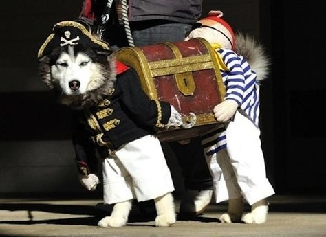 Here's A Dog Dressed As Two Pirates Carrying Treasure Dog Pirate Costume, Pet Poses, Funny Pet Costumes, Best Dog Costumes, Goodwill Hunting, Jasmine Hair, Happy Haunting, Cutest Dog Ever, Animal Costumes