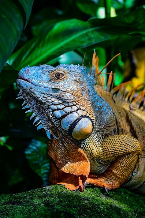 Yandex Images: search for similar images Iguana Pet, Cute Reptiles, Reptiles Pet, Majestic Animals, Reptiles And Amphibians, Animal Planet, Animal Photo, Gecko, Exotic Pets